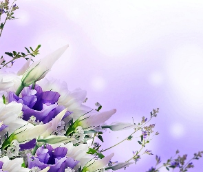 Biało, Liliowa, Eustoma
