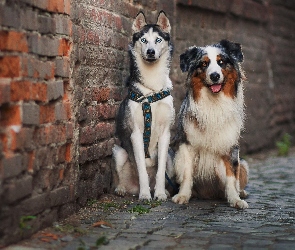 Owczarek australijski, Siberian Husky