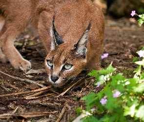 Kwiatki, Karakal