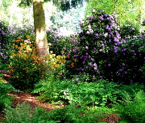 Krzewy, Ścieżka, Kwiaty, Paprocie, Wiosna, Rododendron, Szwajcaria, Park