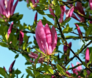 Światło, Wiosna, Magnolia