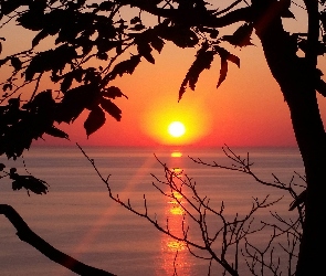 Zachód słońca, Drzewa, Jezioro Michigan