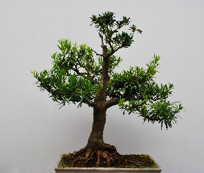 Drzewko bonsai