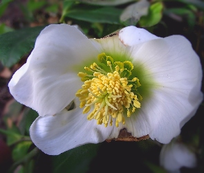 Ciemiernik, Kwiat