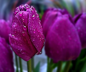 Tulipany, Krople, Fioletowe