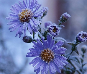 Zima, Aster, Oszroniony