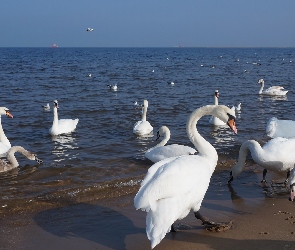 Ptaki, Plaża, Morze, Łabędzie, Białe