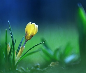 Krokus, Kwiat, Żółty
