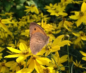Motyl, Nachyłek okółkowy, Kwiaty