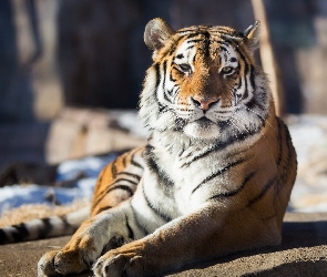 Tygrys, Zoo, Kot, Zwierze, Dziki