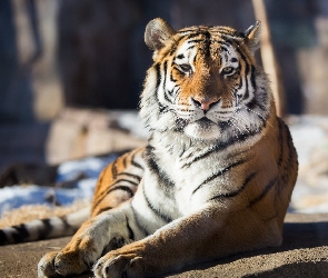 Dziki, Zoo, Zwierze, Kot, Tygrys