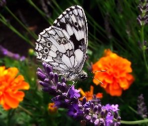 Motyl, Turki, Aksamitki, Lawenda