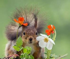 Wiewiórka, Kwiatki