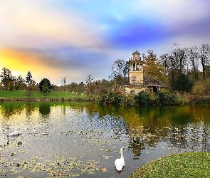 Park, Ptaki, Łabędzie, Staw