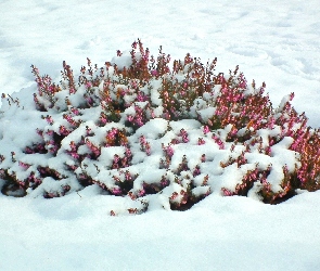 Wrzosiec, Zima, Przyroda