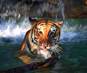 Głowa, Woda, Tygrys