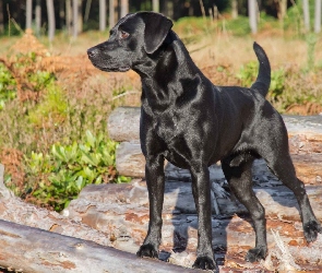 Pies, Labrador Retriever, Zarośla, Kłody, Czarny