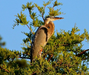 Gałęzie, Czapla, Ptak