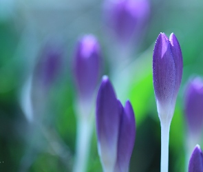 Liliowe, Pąki, Kwiaty, Krokusy