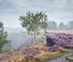 Jesień, Stanton Moor, Wrzosowisko, Droga, Mgła, Świt, Park Narodowy Peak District, Brzozy, Las, Drzewa, Anglia