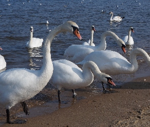 Białe, Ptaki, Plaża, Morze, Woda, Łabędzie