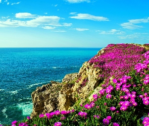 Wybrzeże, Wiosna, Fioletowe, Kwiaty, Skały
