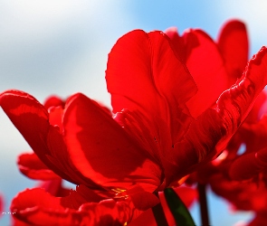 Tulipan, Kwiat, Czerwony