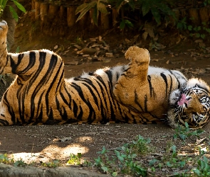 Dziki, Zoo, Zwierze, Kot, Tygrys