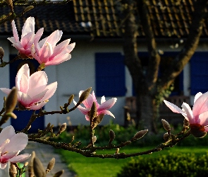 Magnolia, Wieś, Dom, Wiosna, Kwiaty