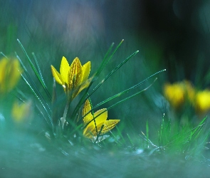 Żółte, Wiosna, Kwiaty, Krokusy