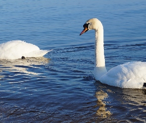Woda, Łabędzie, Białe, Ptaki
