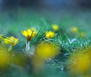 Żółte, Wiosna, Kwiaty, Krokusy