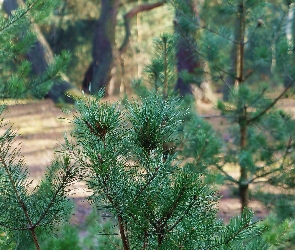 Iglaki, Gałązki, Las, Drzewa
