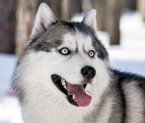Husky, Język, Pies