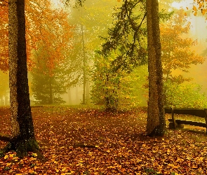 Drzewa, Las, Jesień, Ławka, Mgła, Poranek, Liście