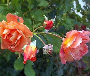 Róże, Kwiaty