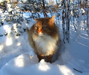 Zima, Kot