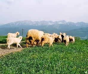 Owce, Trawa, Góry