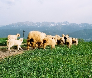 Góry, Trawa, Owce