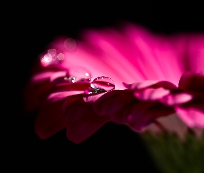 Gerbera, Kropla, Kwiat