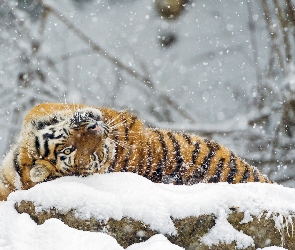 Tygrys, Zima, Kot, Zwierze, Dziki