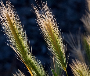 Zboże, Kłosy