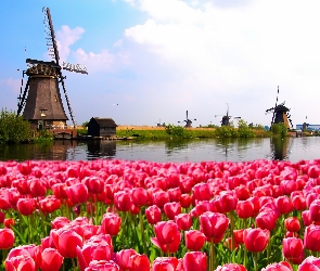 Kanał, Holandia, Tulipanów, Pole, Wiatraki
