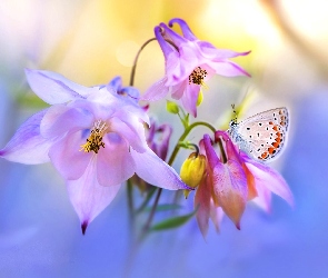 Makro, Motyl, Fioletowe, Kwiaty