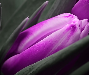 Tulipan, Pączek, Fioletowy