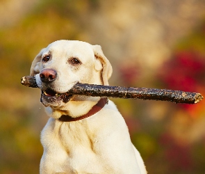 Łąka, Zabawa, Labrador, Pies, Retriever, Kij