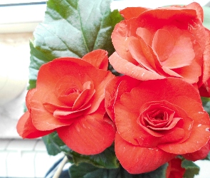 Zimowa, Czerwona, Kwiatki, Begonia