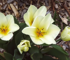 Tulipany, Kwiaty