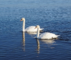 Łabędzie, Woda, Białe