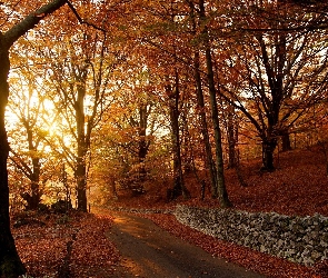 Jesień, Drzewa, Murek, Liście, Droga, Suche